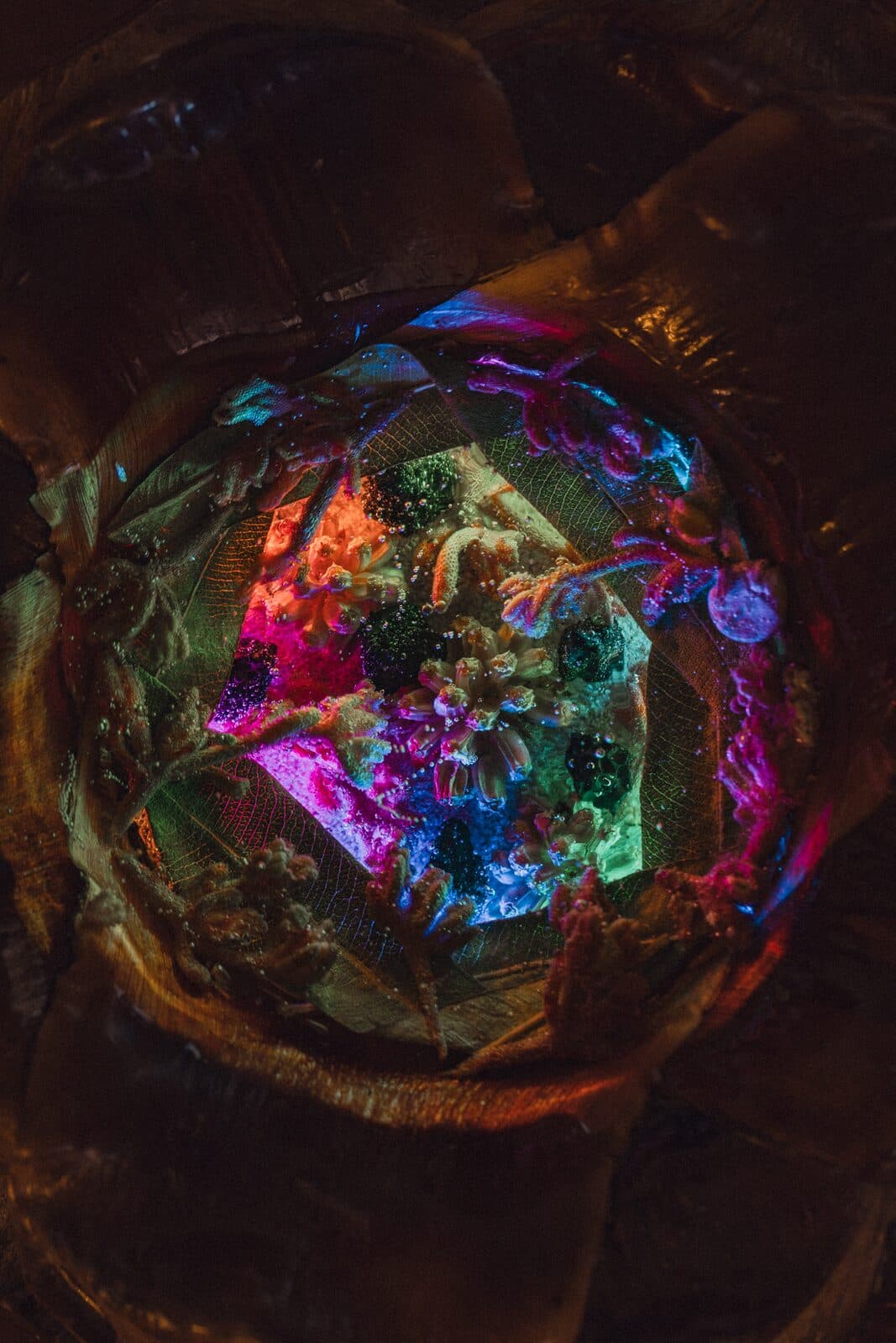 Close-up of a glowing Eluztres lamp with flowers and crystals
